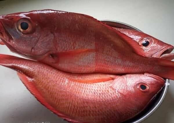 Fresh Redsnapper In Stock now